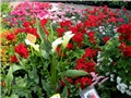 Flora art 2011